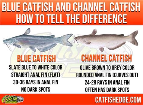 blue chanel fish|blue catfish vs blue channel.